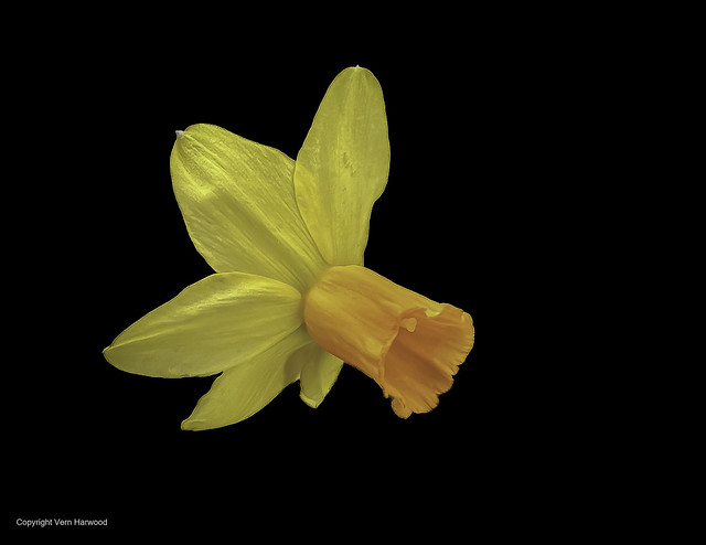 Daffodil, two tone