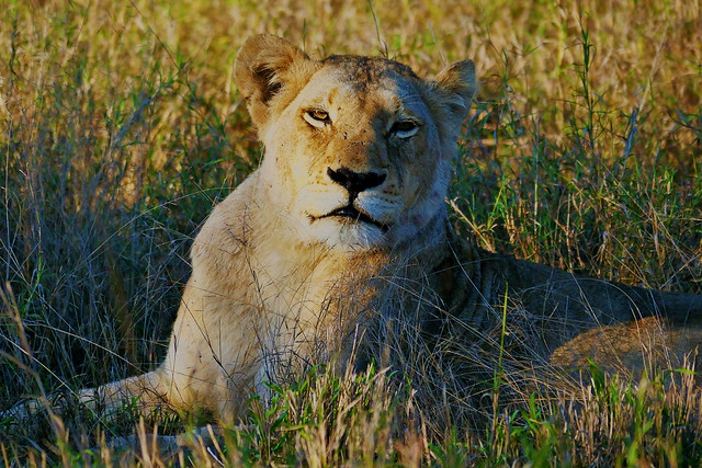 Lazy Lioness (Panthera leo)  - Tsalala Tribe