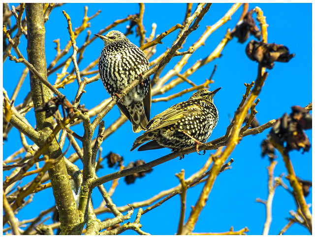 Stare-Federkleid im Winter - Starling plumage in winter