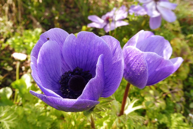 2023-04- 01c Blumen violett