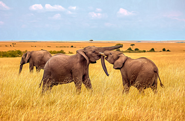 Adolescent Elephants Sparring in Maasai Mara