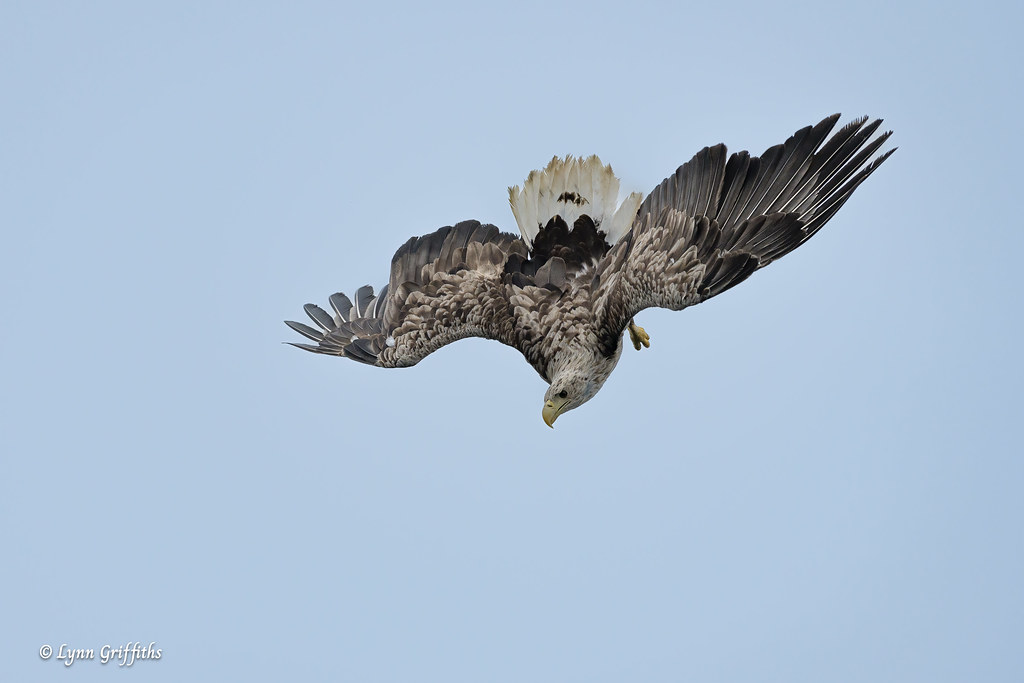 White-tailed Eagle - Dive, dive, dive 720_1717.jpg