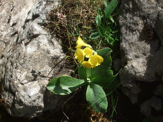 Bergplant Aurikel (Primula auricula)