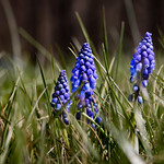 Muscari botryoides, Grape Hyacinth The toxic-chemical lawn &amp;quot;services&amp;quot; call this wildflower a &amp;quot;weed&amp;quot; that needs getting rid of. It happens to be one of my favorites. Photo by David &amp;amp; Leona Illig.

Camera EXIF notwithstanding, this photo was illuminated solely by ambient sunlight.