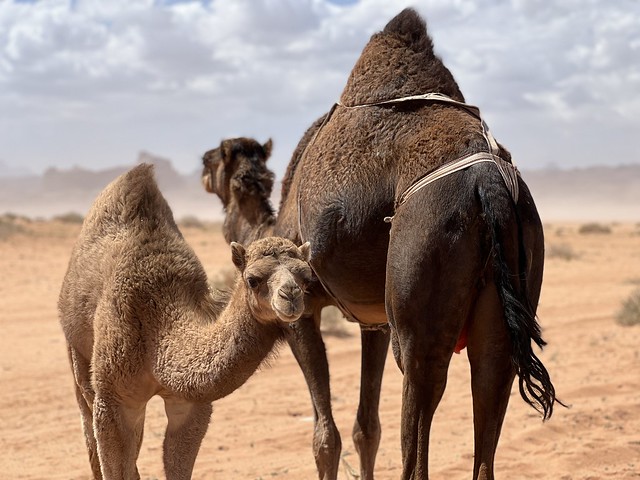 Camellos en el desierto de Tabuk (Arabia Saudí)