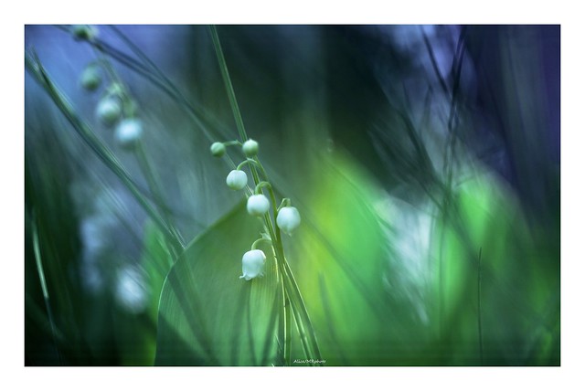 Lily of the valley.