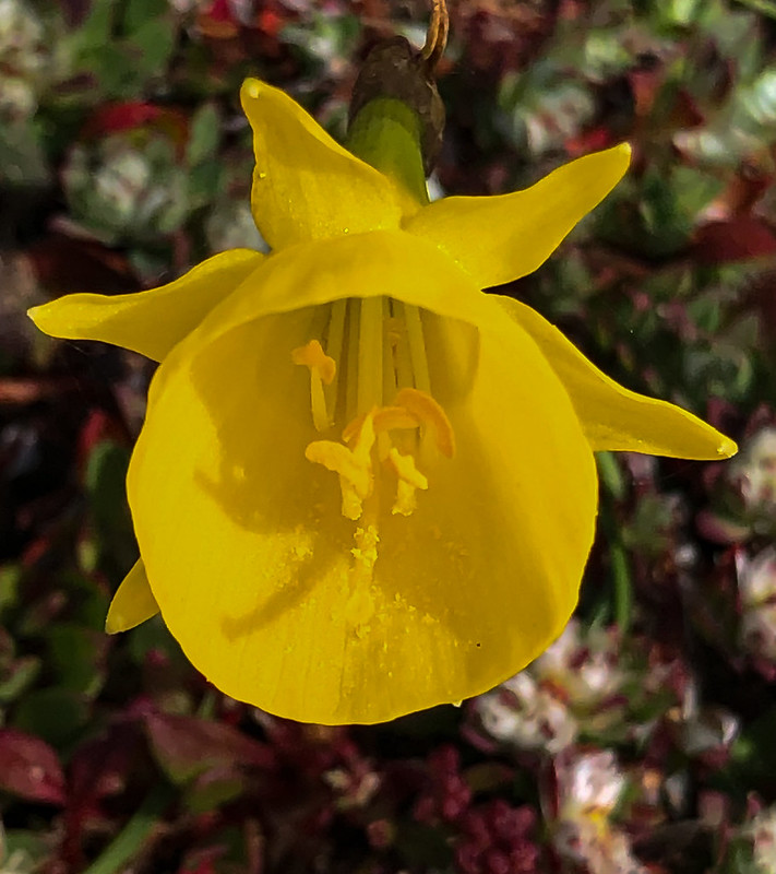 Hoepelroknarcis (Narcissus bulbocodium)-IMG_8854