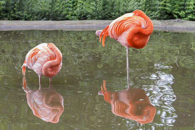 Schlafende Flamingos