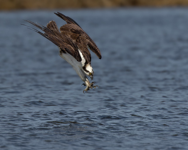 Ospreys are back and they're hungry.