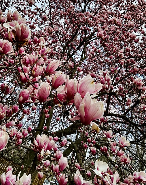 Magnolia bliss