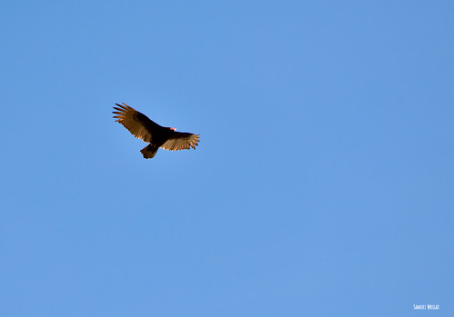 bird jeffersoncountymissouri turkeyvulture vulture spring imperialmissouri nikond850