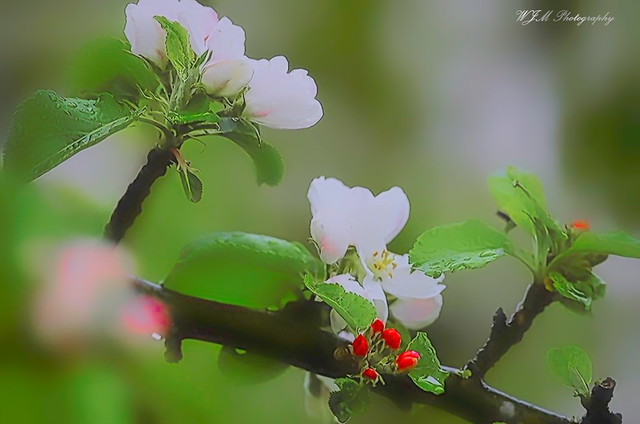 Apfelblüte-IMG_0429 #1