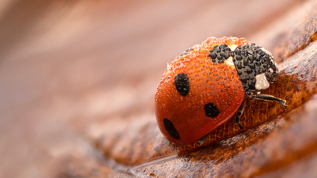 7-spot ladybird with dew droplets (Coccinella septempunctata)