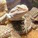 			wllmsbabe09 posted a photo:	Geckos having a lazy day.
