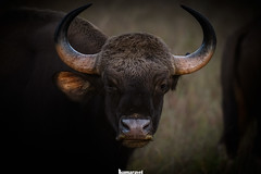 Gaur, Indian bison