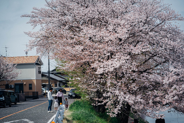 CherryBlossoms_60