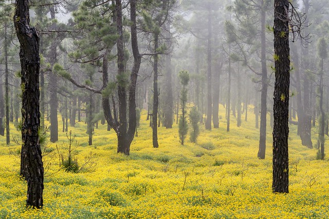 *Spring in the foggy pine forest*