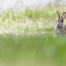 Wildlife,European Rabbit