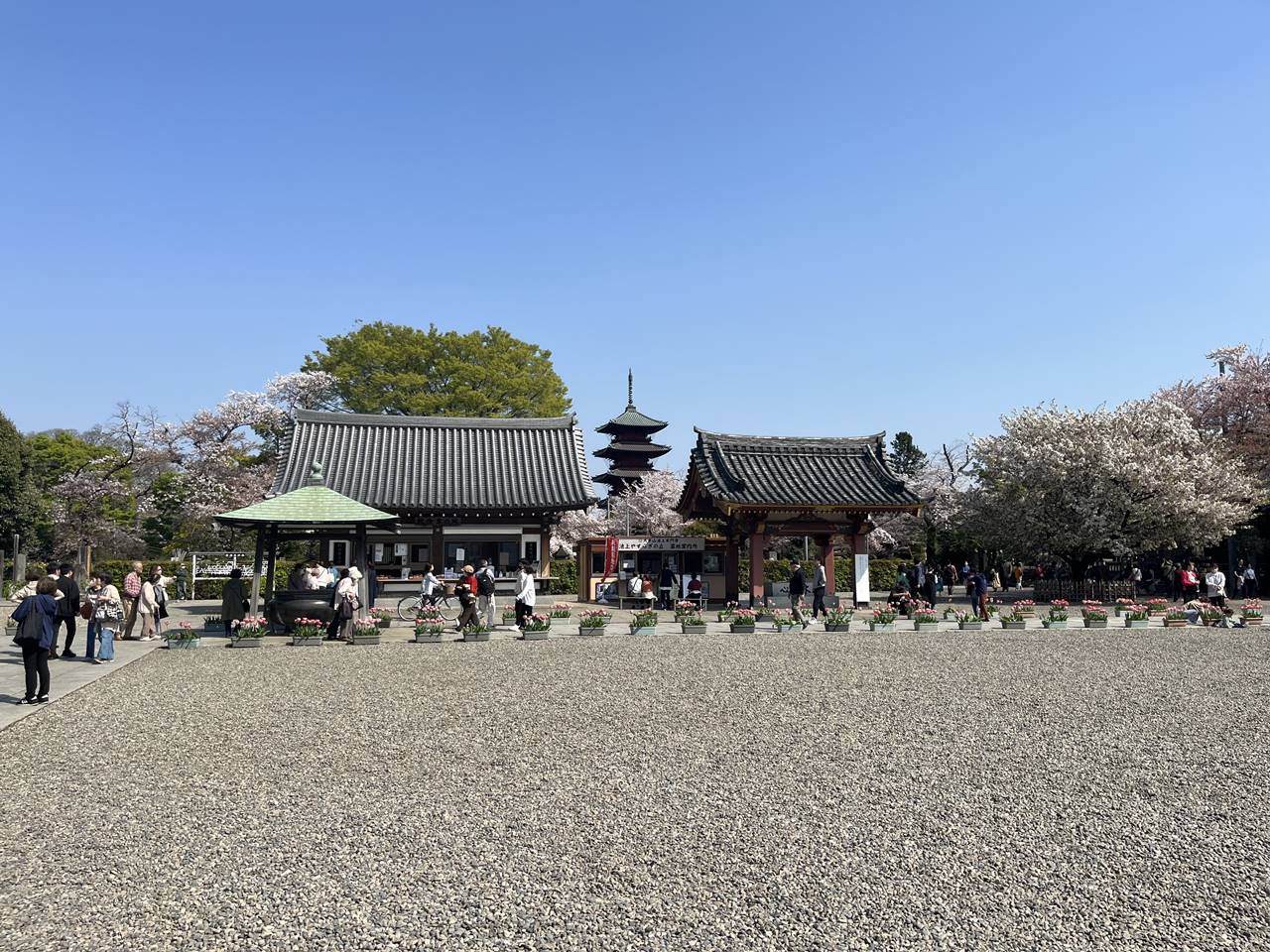 【お花見】池上本門寺 満開の桜と関東最古の五重塔