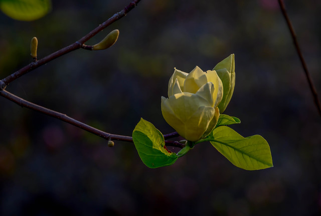 a yellow magnolia blossom