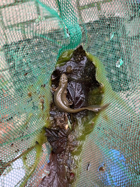 A photo looking into a green fishing net with a greenish-brown newt at the bottom on top of some dead leaves and pond sludge