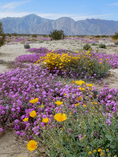 Desert Flower Field by Nina