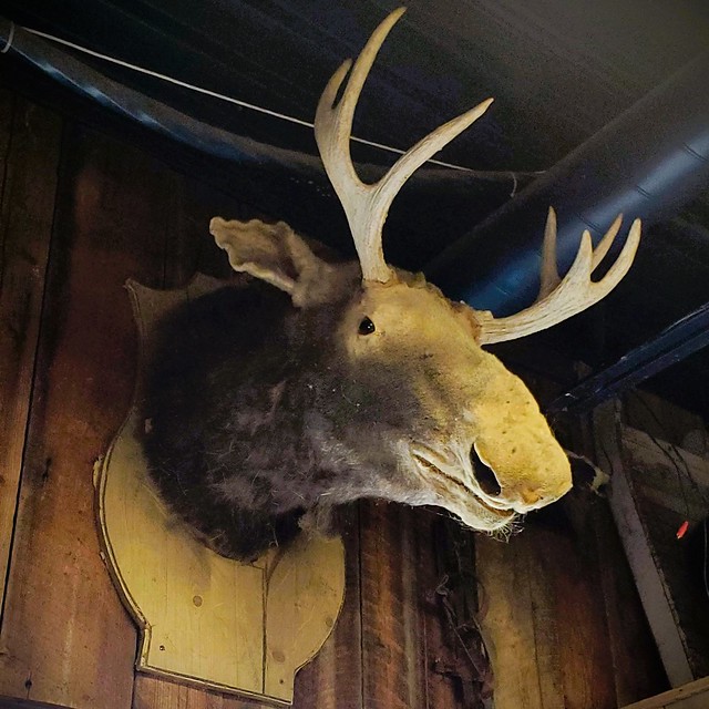 Young moose bull head
