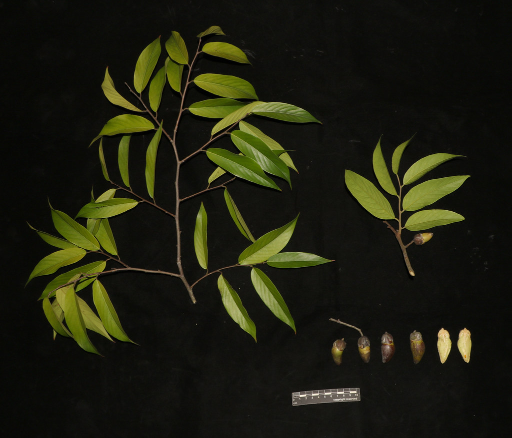 Chengal Neobalanocarpus heimii | Cerlin Ng | Flickr