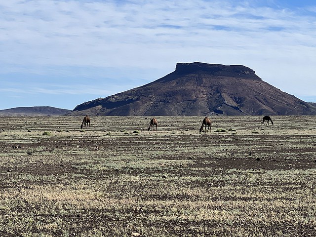 Camellos y volcanes en Arabia Saudí