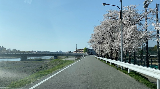 犀川の桜２０２３！