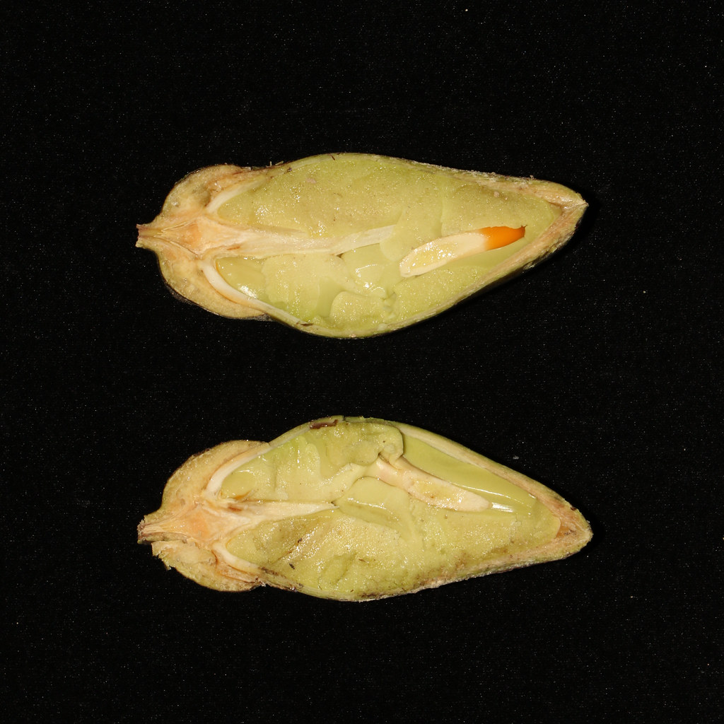 Chengal Neobalanocarpus heimii | Cerlin Ng | Flickr