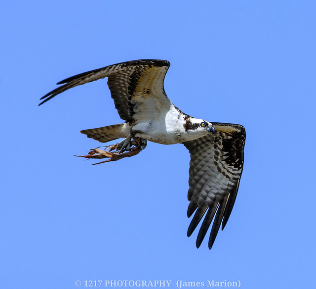 Osprey (Pandion haliaetus) Beaver Island State Park 4/1/23