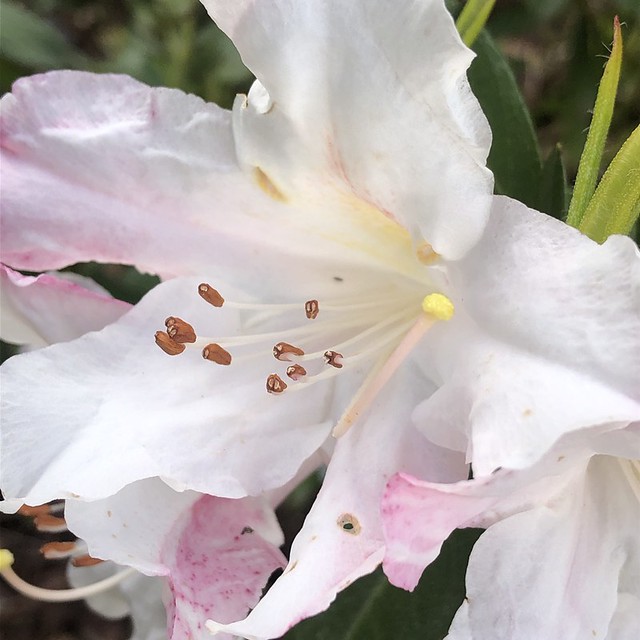 Early Pink Rhododendron