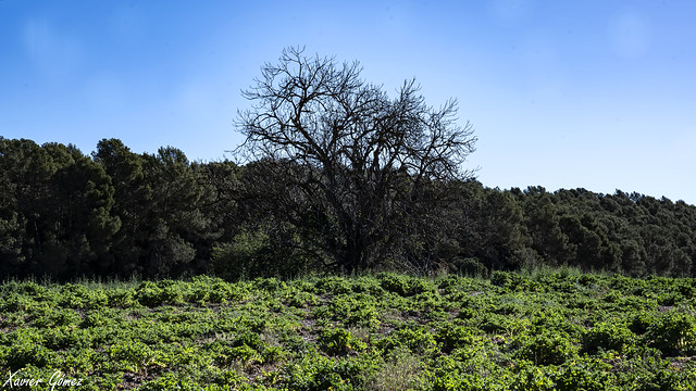 Arbre solitari al bell mig del camp, lonley tree in the center of the field, Sant Cugat, Catalunya.