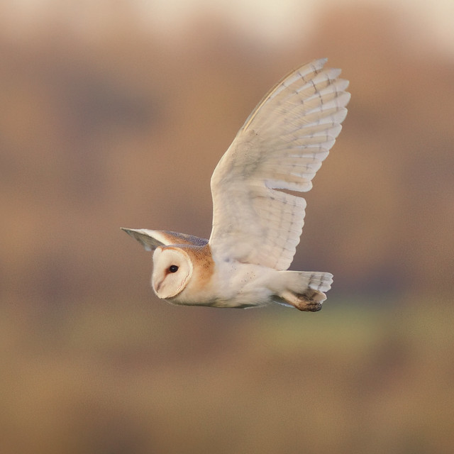 Evening glow of a setting sun with a Barn Owl flyby