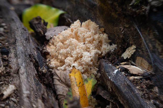 Coral tooth fungus on a fallen and broken tree