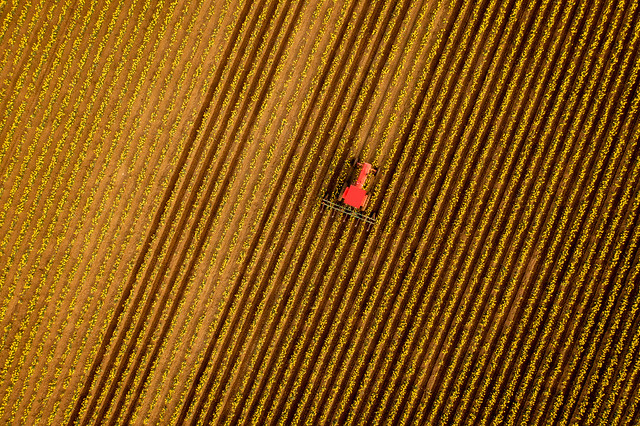 Aerial View of a Red Tractor Plowing in Between Rows of Daffodil Flowers.
