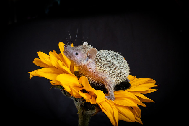 A Sweetheart on a sunflower (Explored 30 November 2023)