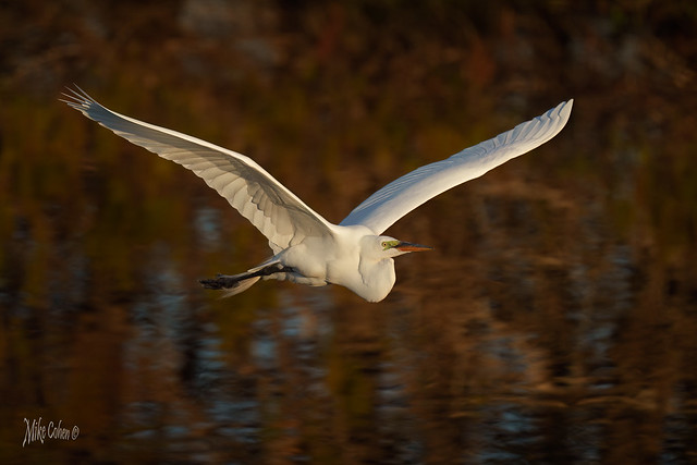 Great Egret over Fall Colors (1 of 1)