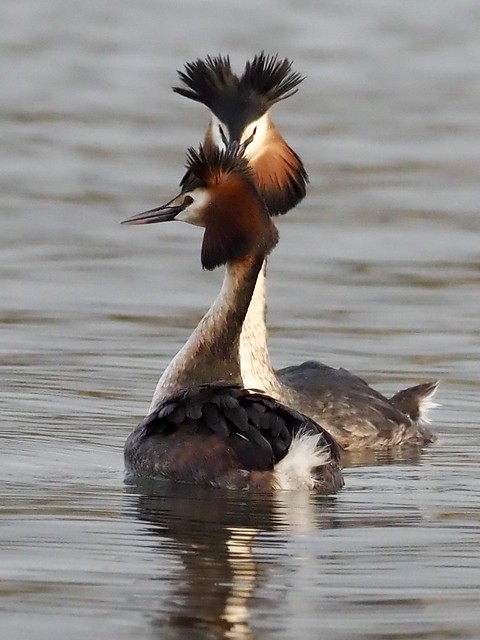 The Smart couple. Great Crested Grebes.