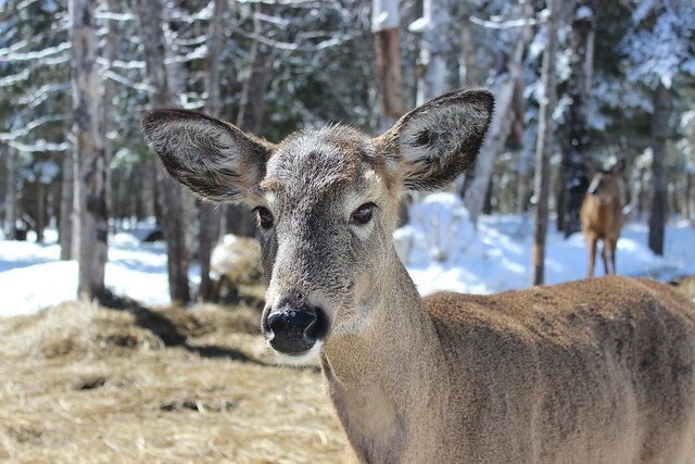 Portrait of a white tail deer