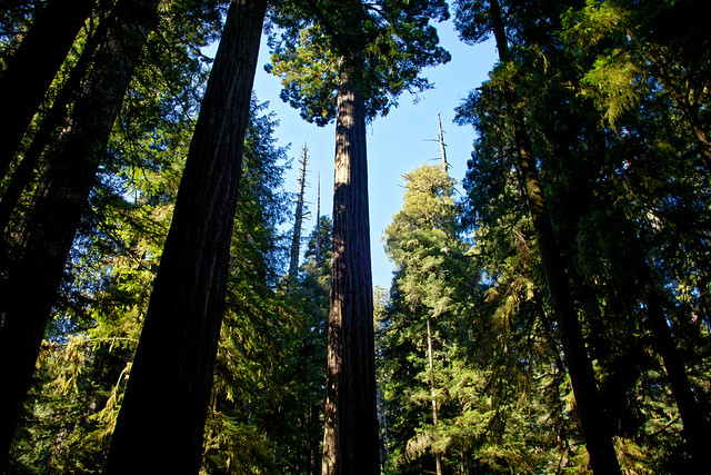 Guest Watchings at Jedediah Smith Redwoods State Park