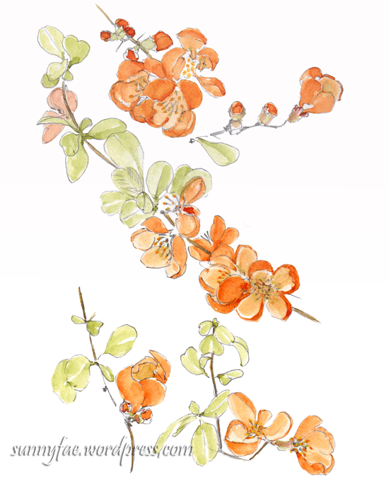 watercolour & pencil sketch orange quince