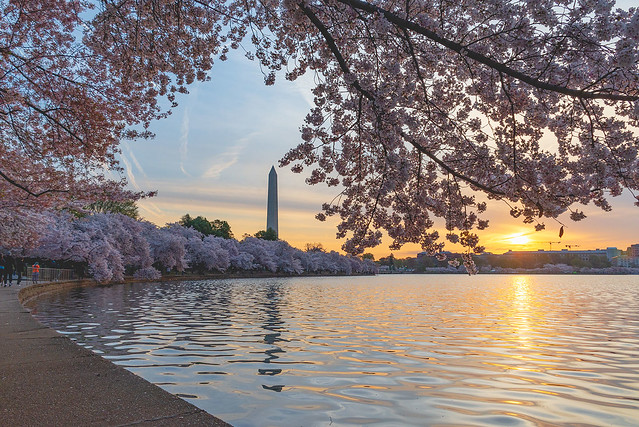Cherry Blossoms 2023
