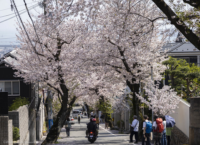 Cherry-tree-lined slope