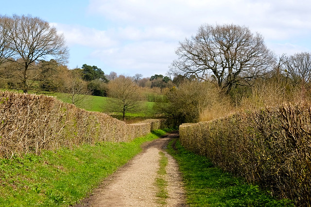 A Path of stunning Hedgerows on the Weald