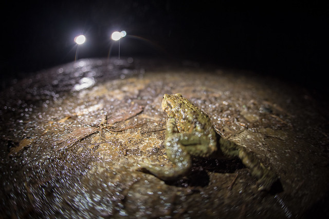 way back home - common toad @ Auwald 2023
