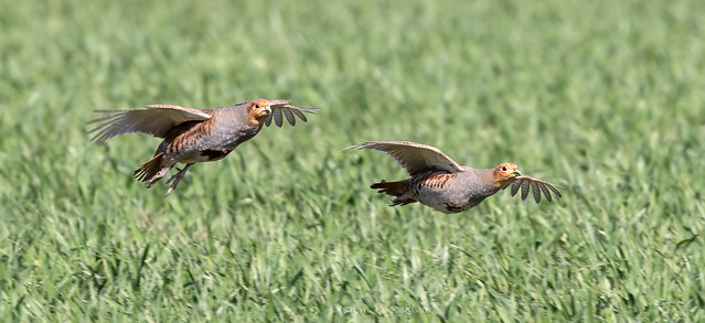 Grey Partridge on the wing.