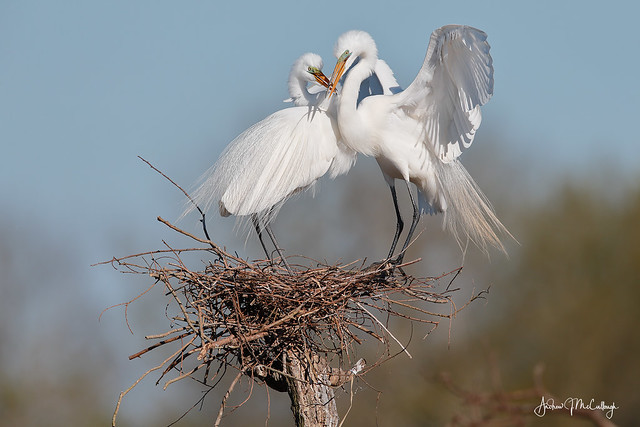 Courting Great Egrets