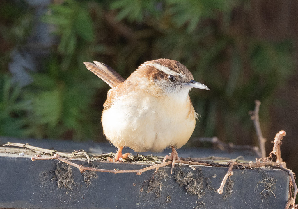 Carolina Wren